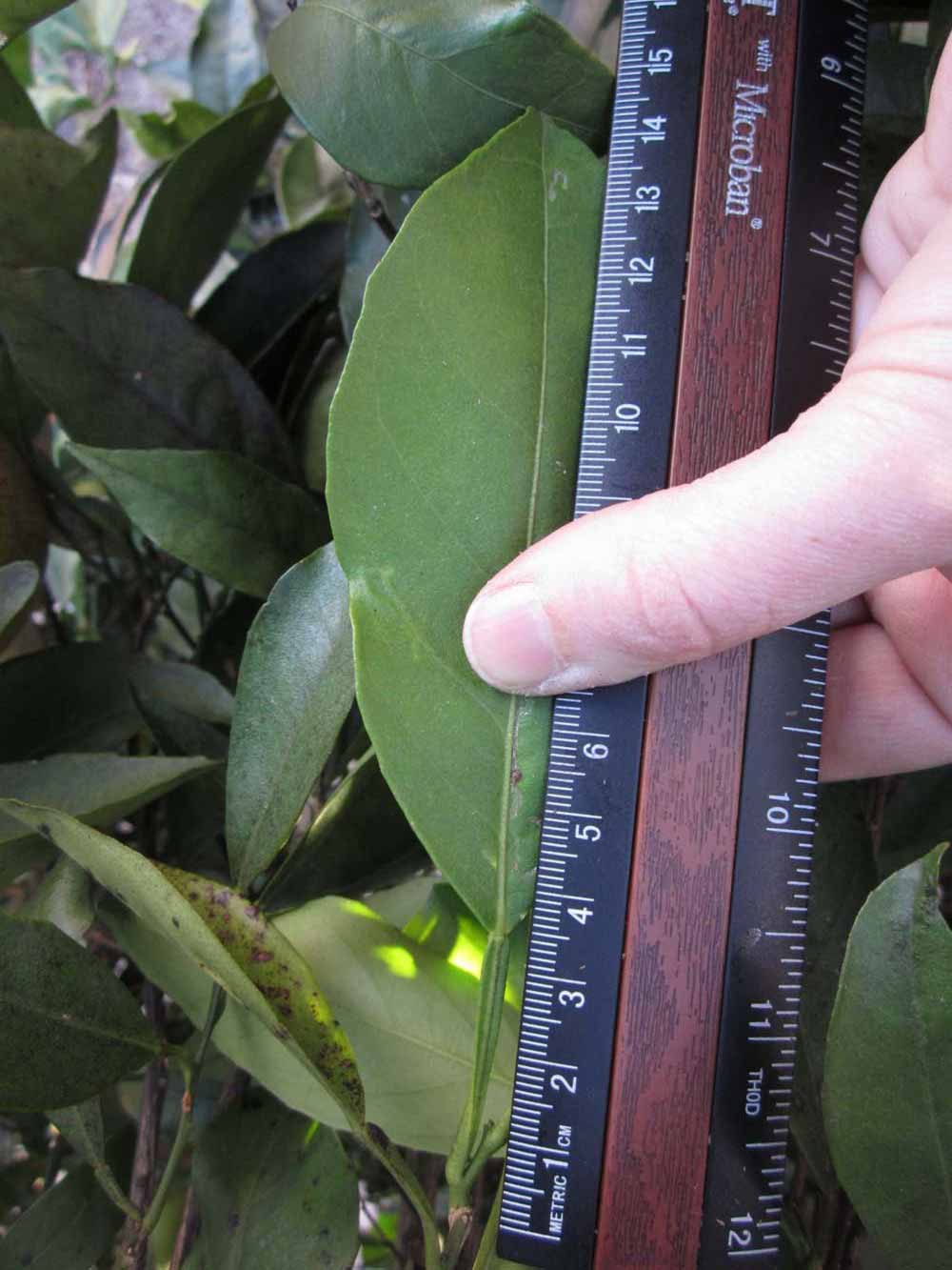              Unifoliolate leaf (Winter Haven, FL)       